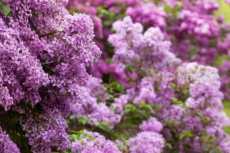 紫丁香花