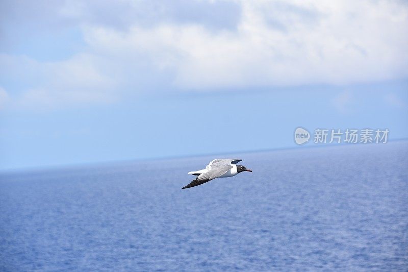 鸟从海上飞过