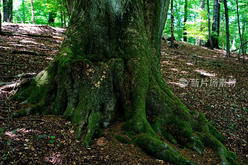 森林里一棵橡树的根部长满了苔藓