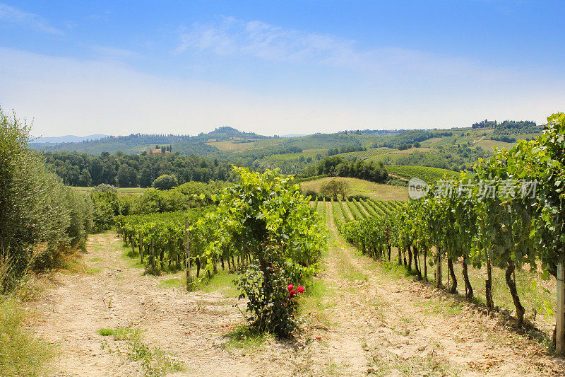葡萄园与藤蔓，橄榄林和耕作土壤在托斯卡纳农田，意大利。