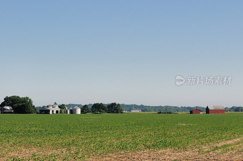 印第安纳农业玉米田植物行，谷仓和农场在春天