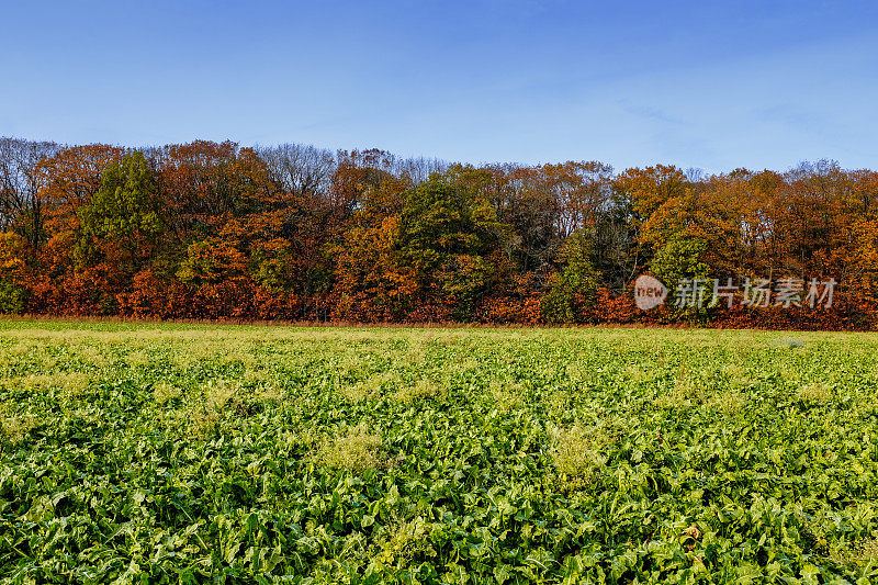 比利时秋天有耕地和落叶树的乡村景观