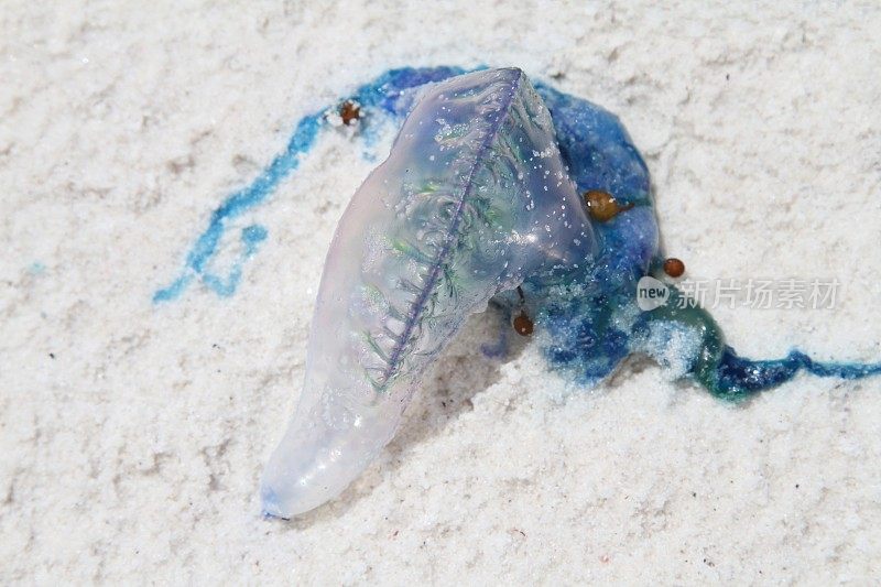 近距离观察被冲上澳大利亚新南威尔士州海滩的蓝头水母