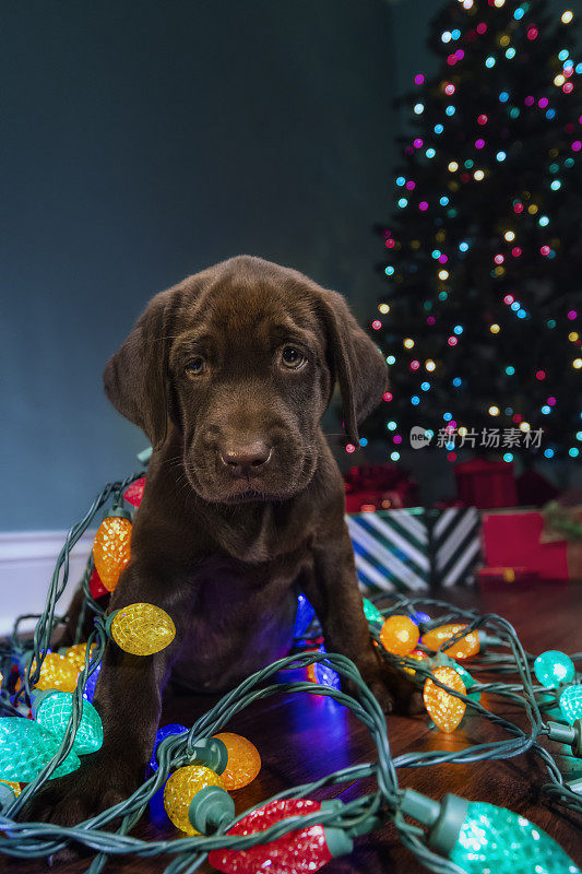 一只巧克力色的拉布拉多小狗对圣诞装饰很好奇，看着镜头——8周大