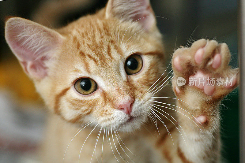 小猫举起爪子