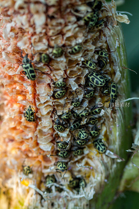 昆虫吃玉米粒