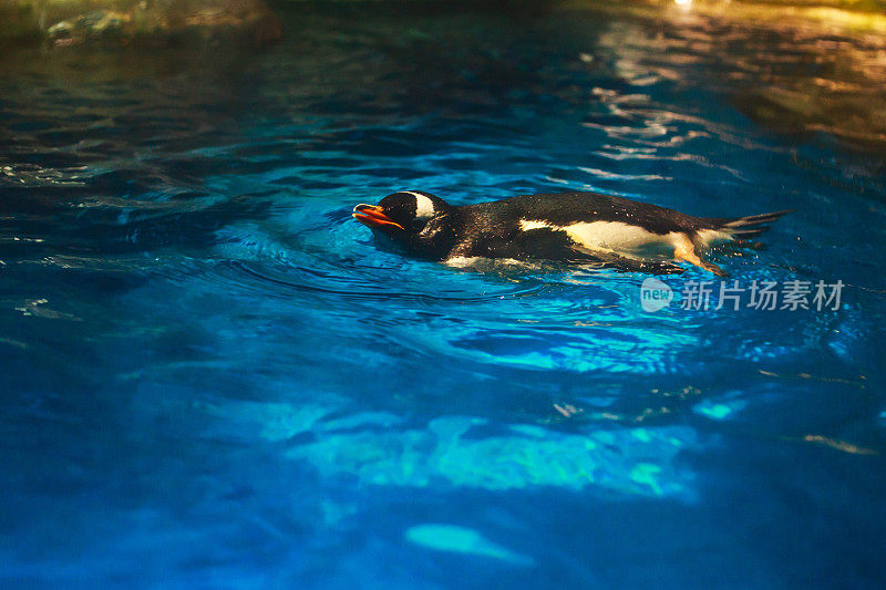 可爱的企鹅在蓝色的水里游泳，溅起巨大的水花