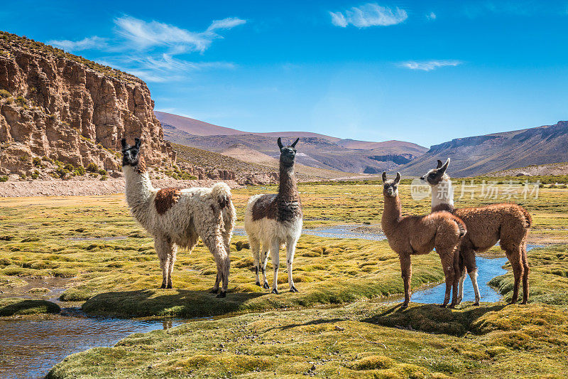 骆驼在玻利维亚