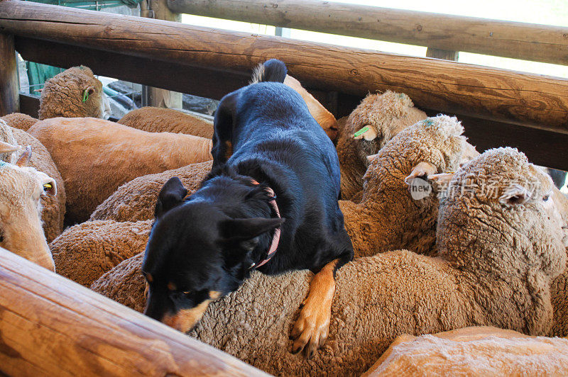 一只牧羊犬在他刚把羊关进木圈里的羊背上休息