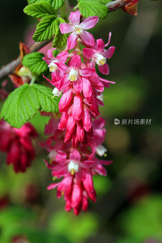 晃来晃去的花