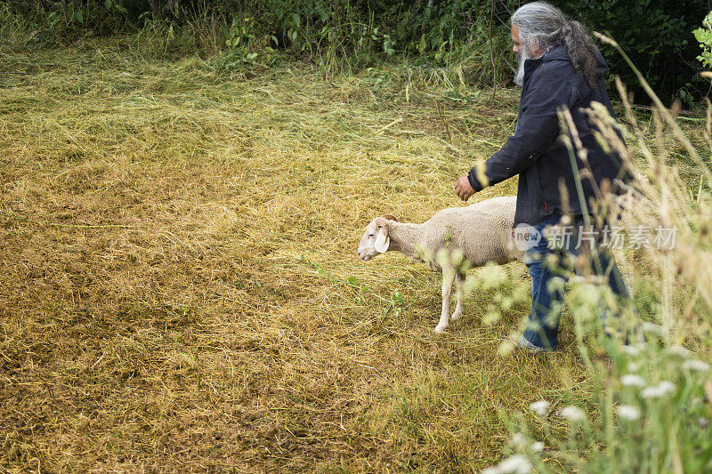 意大利农夫和他的羊
