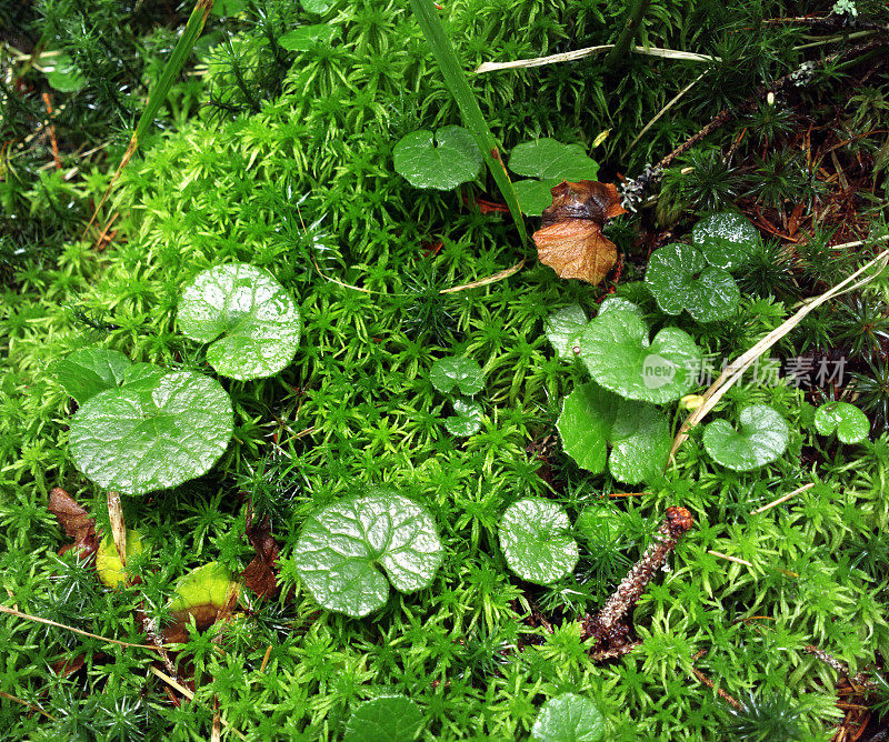 苔藓覆盖森林地面背景特写。