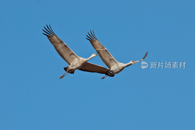 沙丘鹤飞