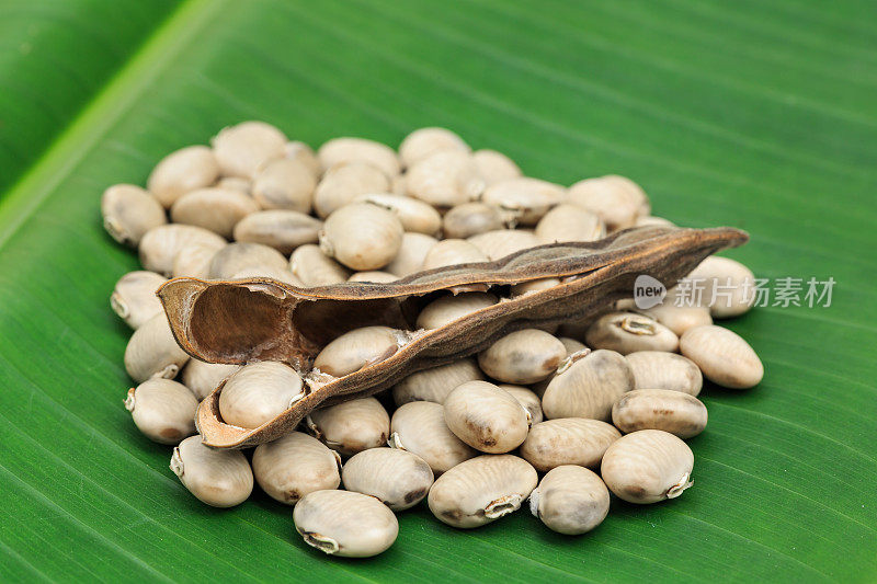 荨麻或蚕豆
