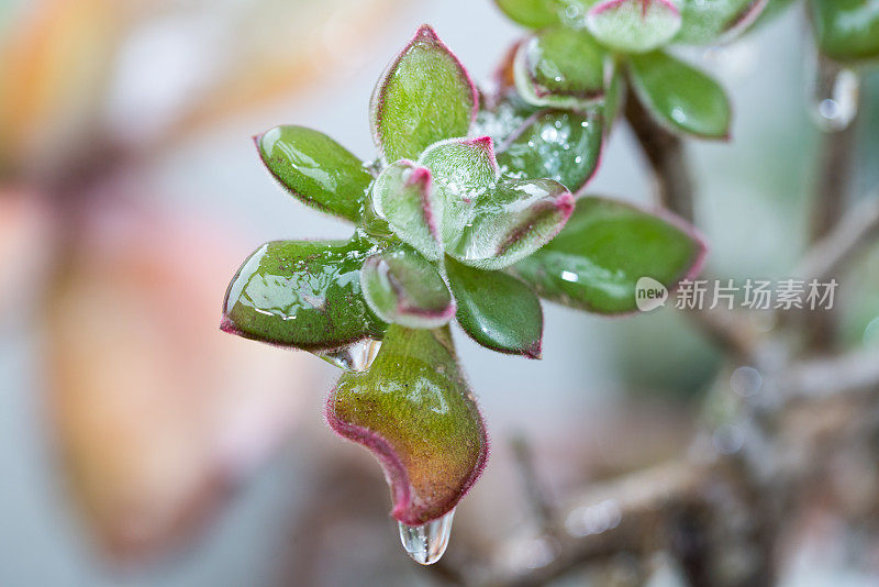 冻雨后盆栽肉质植物