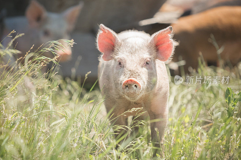 可爱的小猪站在草地上