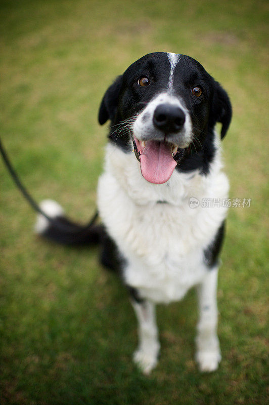 边境牧羊犬救援犬