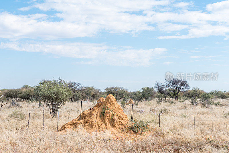 在Okahandja和Otjiwarongo之间有蚁冢的农场场景