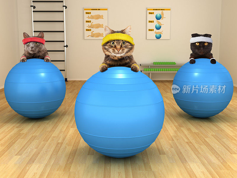 有趣的猫正在用稳定球做运动。健身俱乐部。