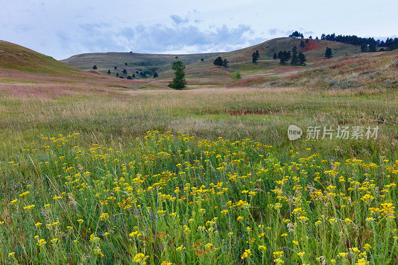 南达科他州的大平原大草原
