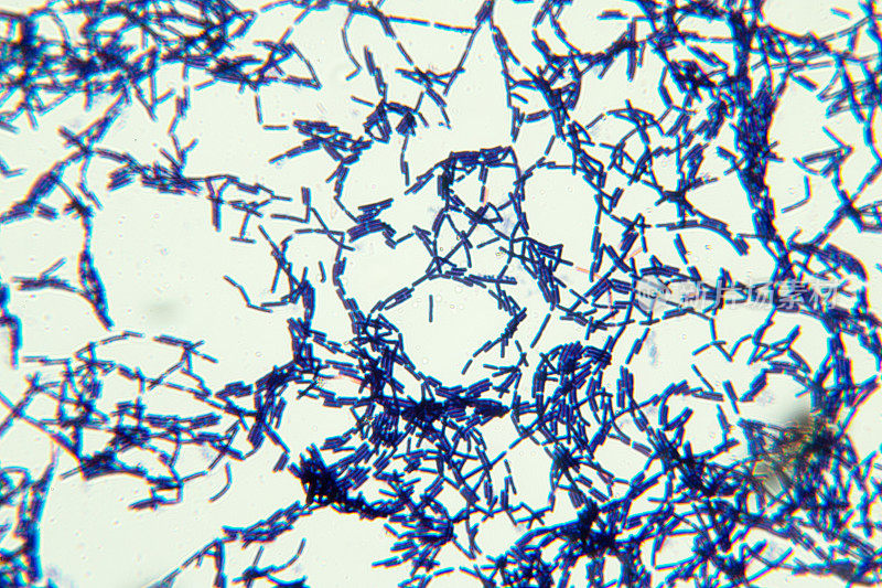 芽孢杆菌是革兰氏阳性的杆状细菌属，属于厚壁菌门。