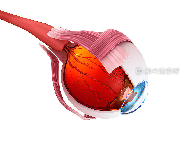 眼睛解剖-内部结构，医学上精确的3D插图。