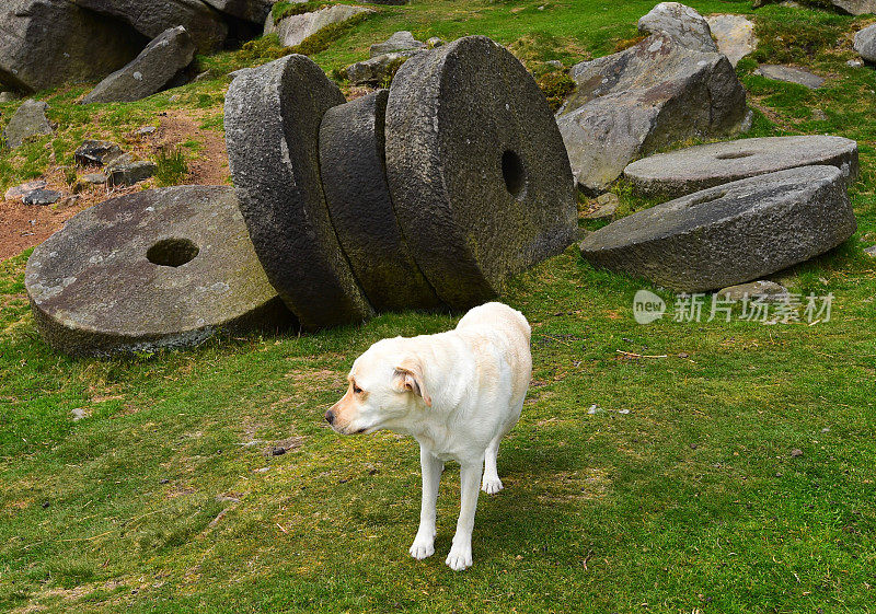 英国的拉布拉多寻回犬