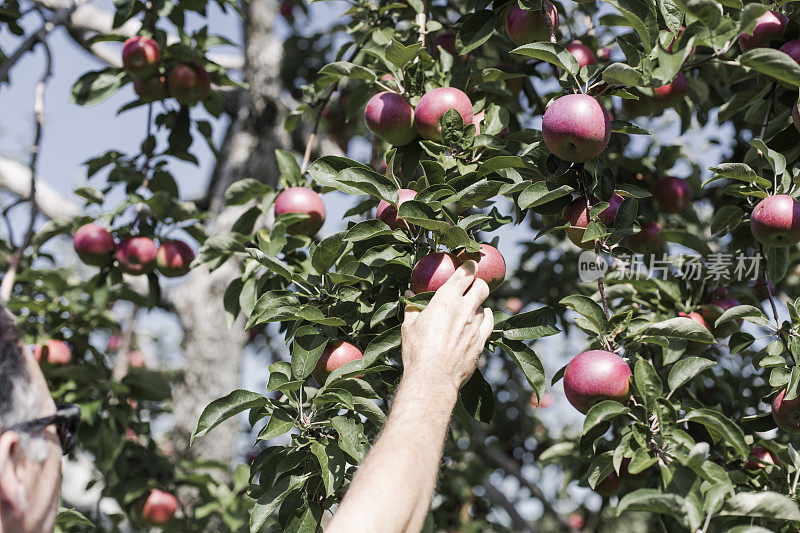 一个人在树上摘苹果的手