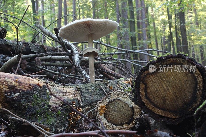 阳伞蘑菇