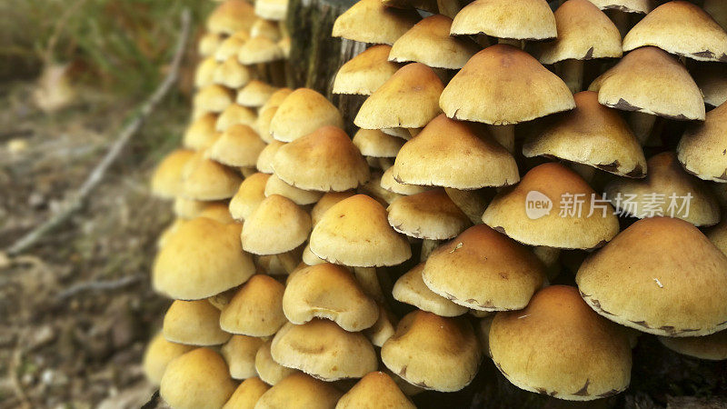 大群蘑菇