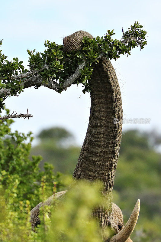 南非阿多大象国家公园的大象特写