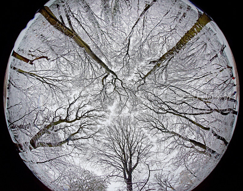 林地鱼眼雪球