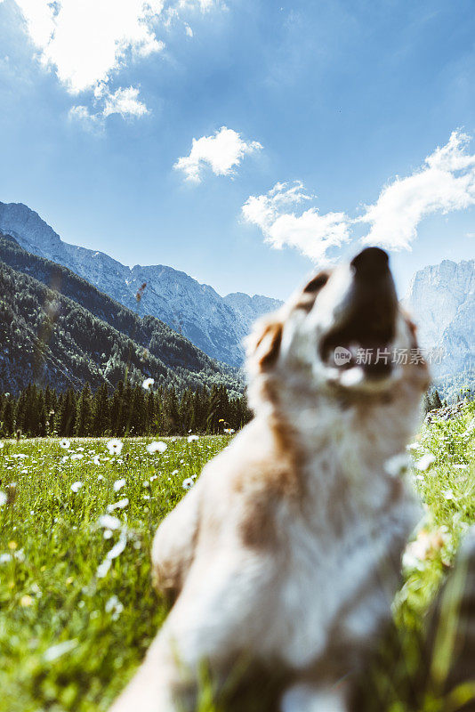 狗在山上的画像