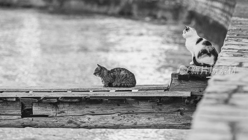 流浪猫在小木墩上等待渔夫靠岸