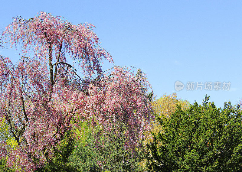 哭泣的樱花树