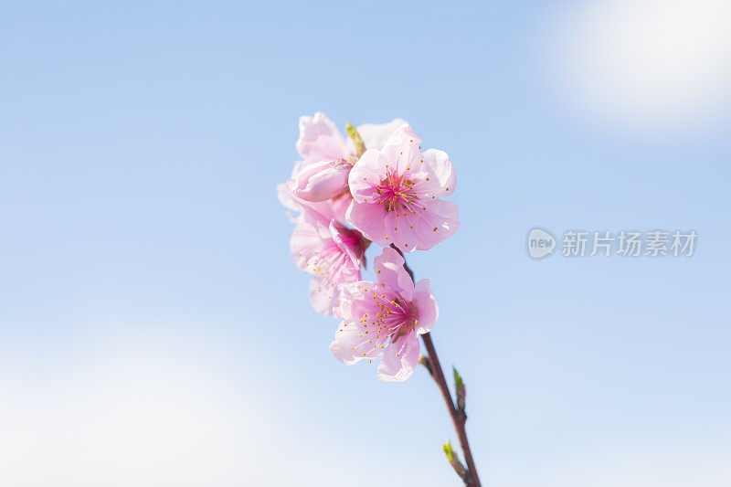 粉红色桃树花