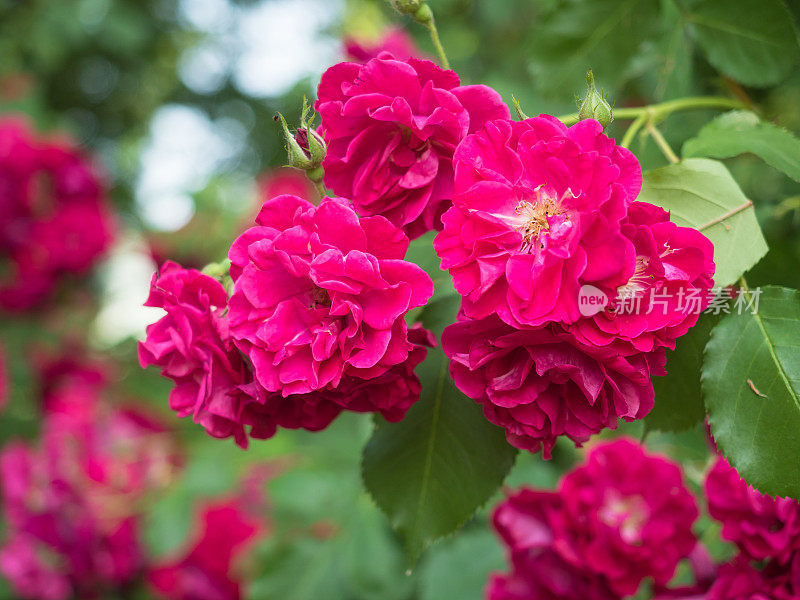 红玫瑰花在花园里