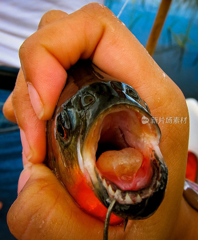 看看食人鱼的嘴
