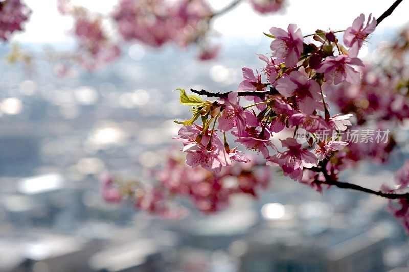 樱花早开