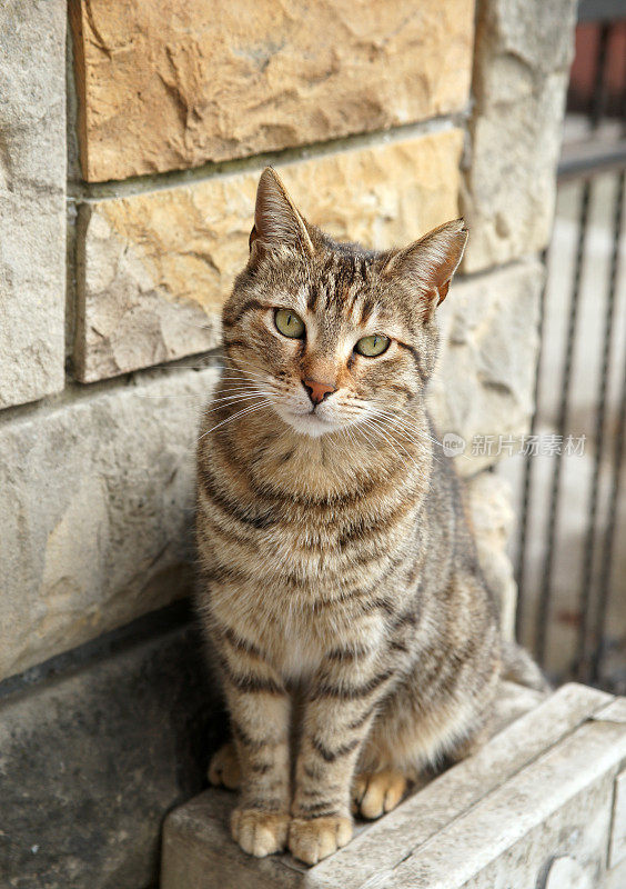 孤独的流浪猫