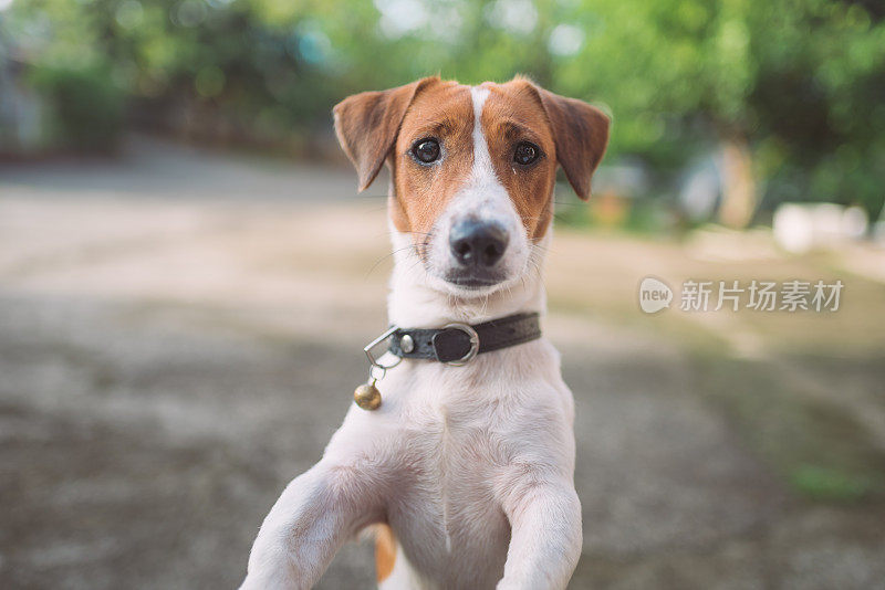 顽皮的杰克罗素梗狗在花园里玩耍