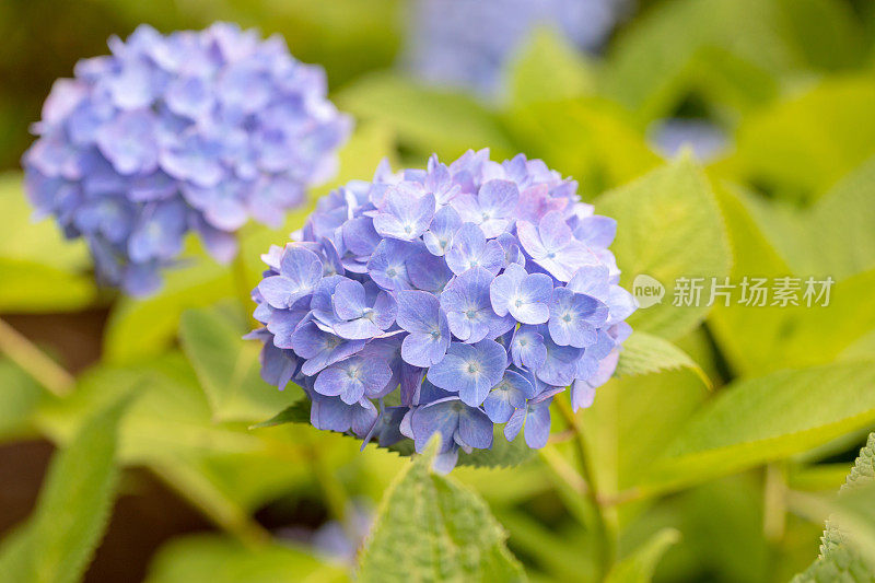 蓝色绣球花花