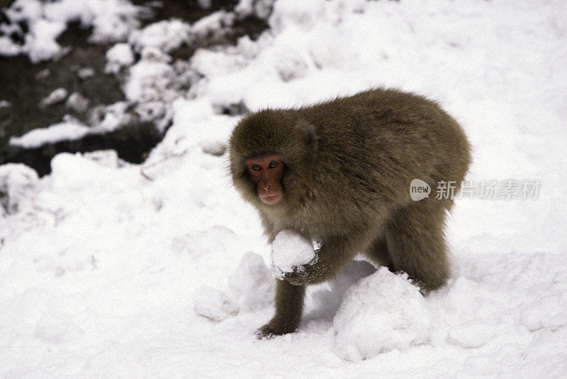 雪猴搬雪球