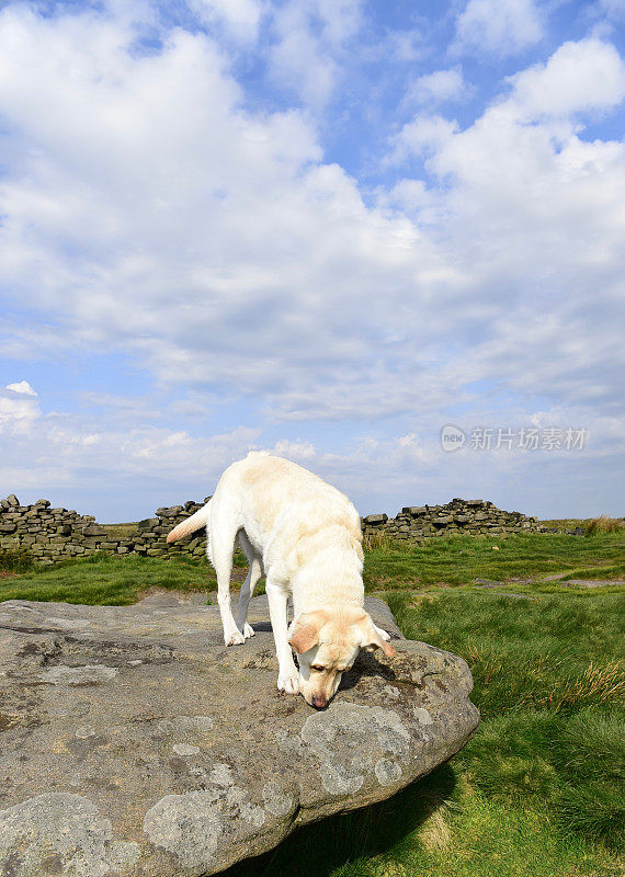 和一只拉布拉多寻回犬在皮克区徒步旅行