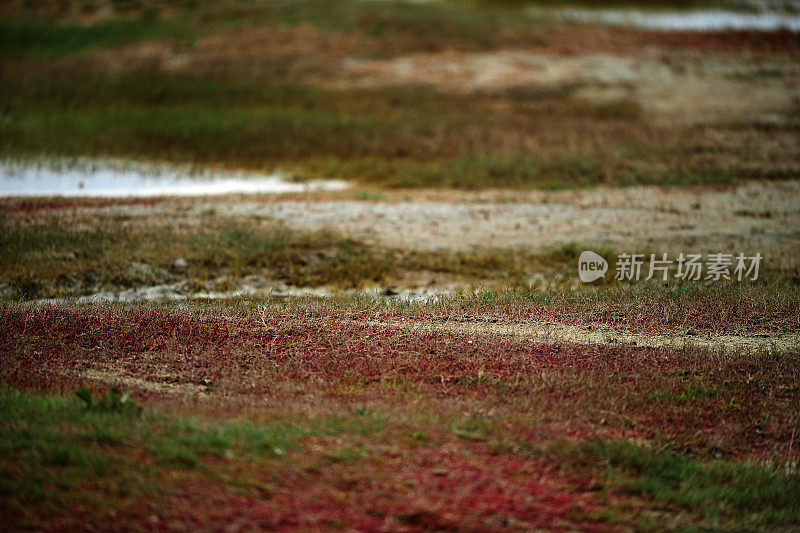 沼泽地