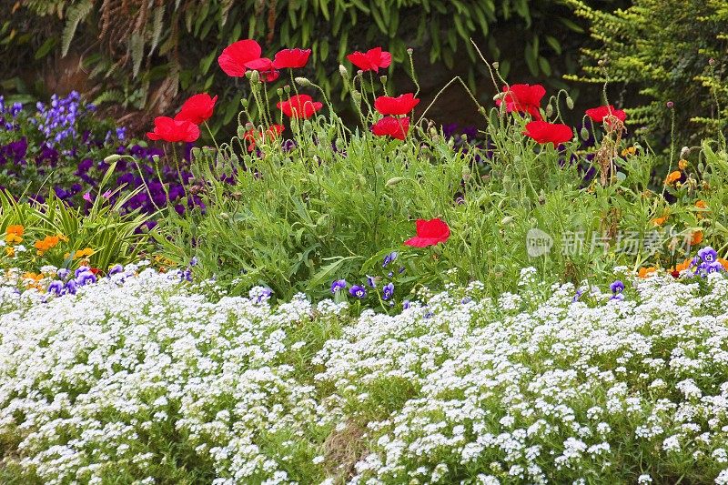 红罂粟花和花坛花园-丰富多彩的休闲景观