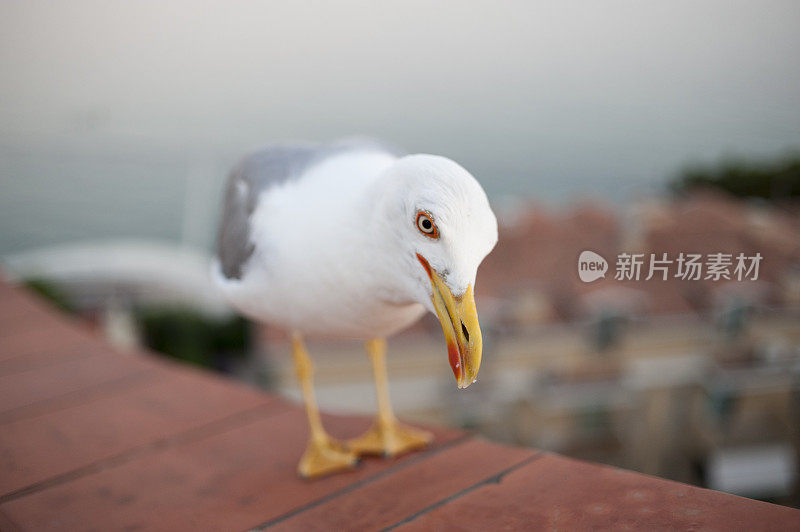 格拉多屋顶上的一只海鸥