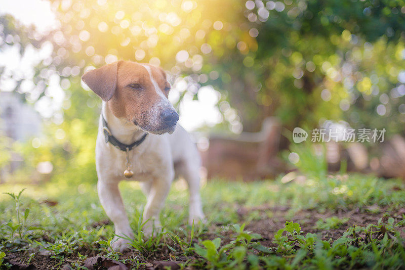 顽皮的杰克罗素梗狗在花园里玩耍