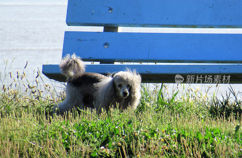 法国贵宾犬