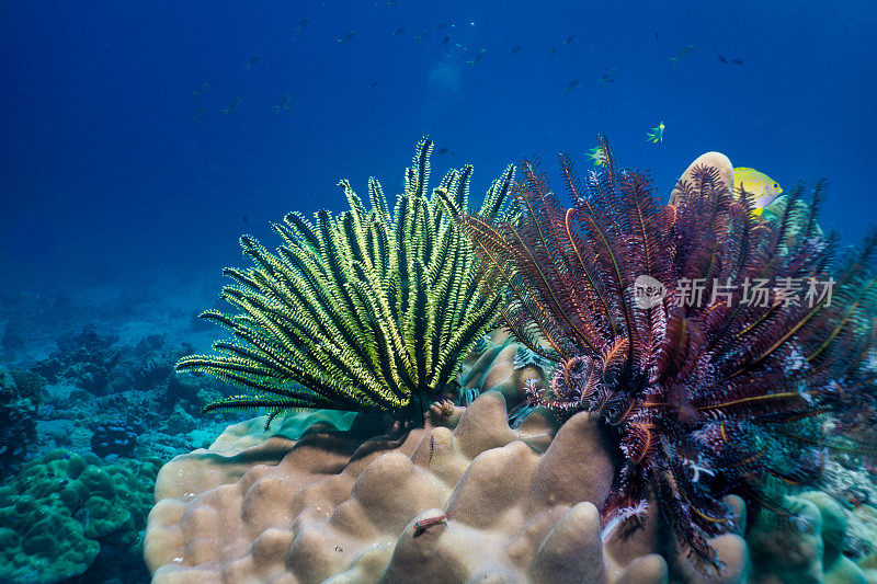 珊瑚礁上的水下羽毛海星(掌纹海星)